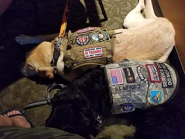 JAVELAN Service Dogs